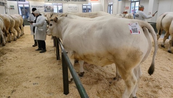 Conto alla rovescia per la 113^ Fiera Nazionale del Bue Grasso di Carrù (Video) Conto alla rovescia per la 113^ Fiera Nazionale del Bue Grasso di Carrù (Video)