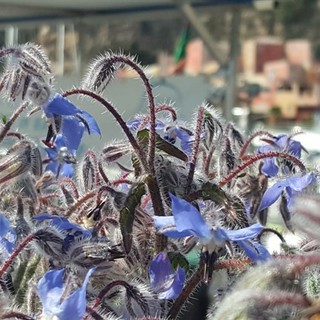 Alassio e Darfo Boario Terme consolidano il gemellaggio per promuovere la cucina coi fiori eduli