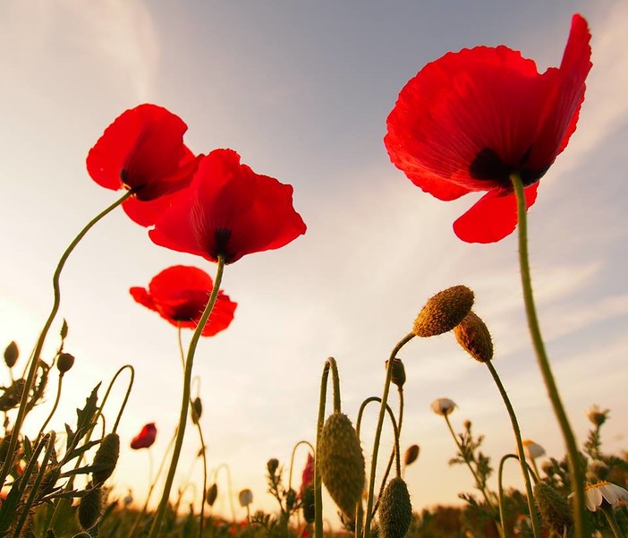 Finale, l'Anpi lancia un monito per la Giornata della Memoria: "Studiare e far nostri gli orrori del passato perché non si ripetano"