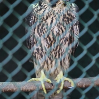 Falco Jugger soccorso a Borgio Verezzi