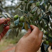 Produzione di olio minacciata dal caldo, il CeRSAA studia nuove strategie per difenderla: “Le piante stanno tenendo” Produzione di olio minacciata dal caldo, il CeRSAA studia nuove strategie per difenderla: “Le piante stanno tenendo”