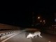 Cinghiali sulla superstrada Savona - Vado Ligure (VIDEO) Cinghiali sulla superstrada Savona - Vado Ligure (VIDEO)