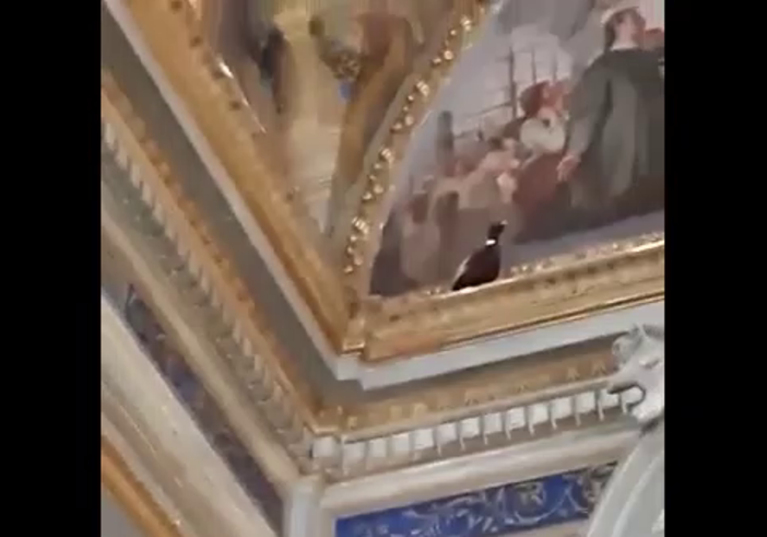 Varazze, fagiano 'si perde' nella chiesa di Santa Caterina: soccorso dai volontari dell'Enpa (VIDEO)