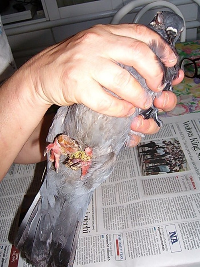 Varazze: lacci per uccidere gli animali, l'allarme dell Varazze: lacci per uccidere gli animali, l'allarme dell