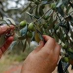 Produzione di olio minacciata dal caldo, il CeRSAA studia nuove strategie per difenderla: “Le piante stanno tenendo” Produzione di olio minacciata dal caldo, il CeRSAA studia nuove strategie per difenderla: “Le piante stanno tenendo”