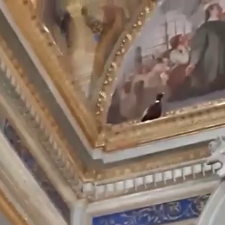 Varazze, fagiano 'si perde' nella chiesa di Santa Caterina: soccorso dai volontari dell'Enpa (VIDEO)