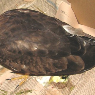 Il falco pecchiaiolo soccorso a Cairo Montenotte