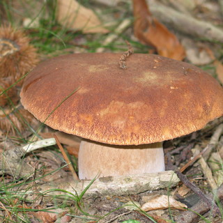 Bardineto: un incontro per parlare di funghi Bardineto: un incontro per parlare di funghi