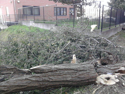 Cairo Montenotte, alberi caduti a causa del forte vento