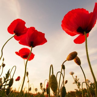 Finale, l'Anpi lancia un monito per la Giornata della Memoria: "Studiare e far nostri gli orrori del passato perché non si ripetano"