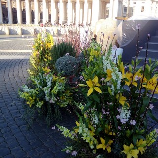 I fiori e le aromatiche della Riviera ligure a San Pietro per la Domenica delle Palme