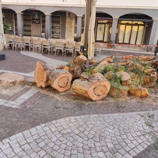 Pietra, abbattimento "finto" pepe. De Vincenzi e Amandola: "Irrimediabilmente malato, necessario per garantire la pubblica incolumità"