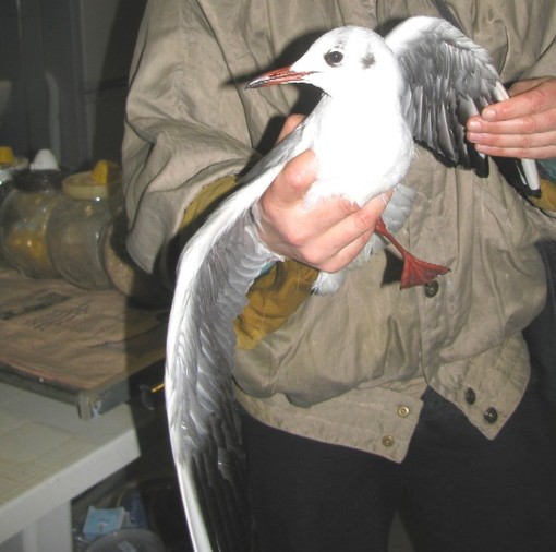 Ami e lenze pericolosi: coppia di gabbiani intrappolata ad Albenga salvata dell'Enpa Ami e lenze pericolosi: coppia di gabbiani intrappolata ad Albenga salvata dell'Enpa