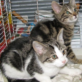 Un gattino soccorso dai volontari Enpa