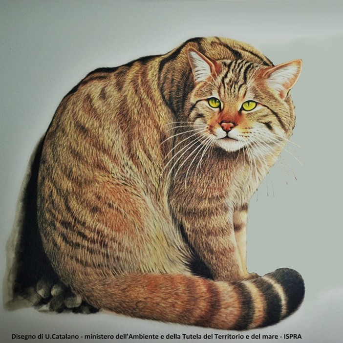 Sulle tracce del Gatto selvatico nel Parco del Beigua Sulle tracce del Gatto selvatico nel Parco del Beigua