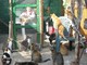 Savona, domani befana degli animali: raccolta cibo a favore dei gatti di strada Savona, domani befana degli animali: raccolta cibo a favore dei gatti di strada