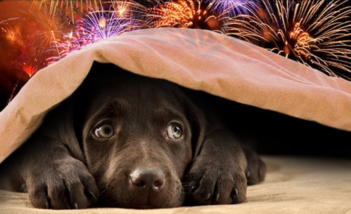 Botti di Capodanno, pericolosi per ambiente, persone e animali, le guardie WWF Savona: “Sindaci, vietatene l’utilizzo!” Botti di Capodanno, pericolosi per ambiente, persone e animali, le guardie WWF Savona: “Sindaci, vietatene l’utilizzo!”