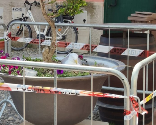 La gabbianella cova nella piazzetta: la scena insolita e tenera a Laigueglia La gabbianella cova nella piazzetta: la scena insolita e tenera a Laigueglia