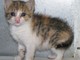 Il gattino abbandonato Il gattino abbandonato