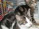 Un gattino soccorso dai volontari Enpa