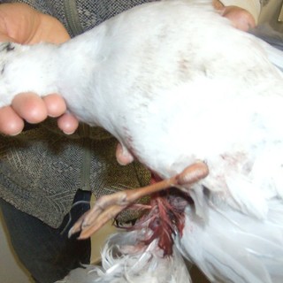 Savona: continua la moria di animali alla foce del Letimbro