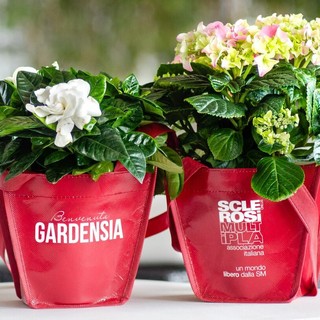 Loano, tornano le gardenie di Aism che aiutano la ricerca contro la sclerosi multipla