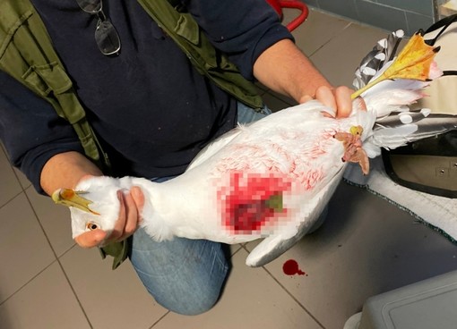 Savona, la denuncia dell'Enpa: "Qualcuno spara agli uccelli in via Turati"