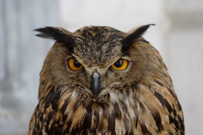 Come fosse a casa sua (e giù milioni) Come fosse a casa sua (e giù milioni)