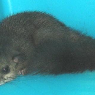 Enpa: un ghiro insonne a spasso per Corso Vittorio Veneto