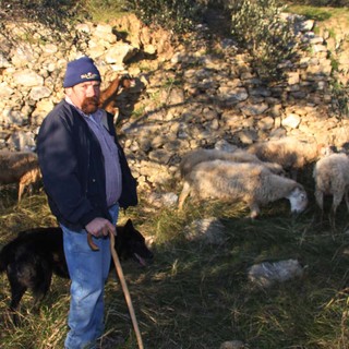 Albenga: lupi divorano un gregge, prelevate le carcasse per essere analizzate