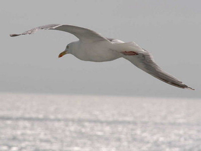 Enpa: Paura dei gabbiani Enpa: Paura dei gabbiani