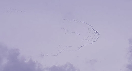 La danza delle gru nei cieli del Finalese (FOTONEWS)
