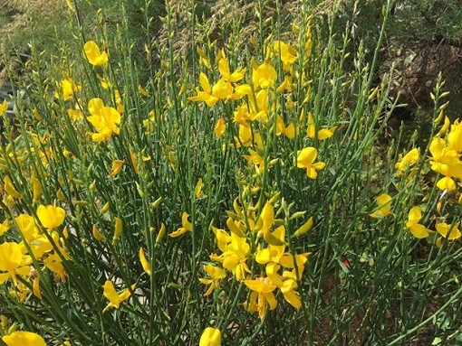 Nel Beigua Geopark si festeggia la Giornata Europea dei Parchi per tutto il fine settimana