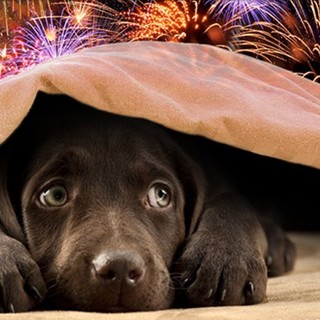 Enpa pubblica un decalogo per proteggere i propri animali dai fuochi d'artificio