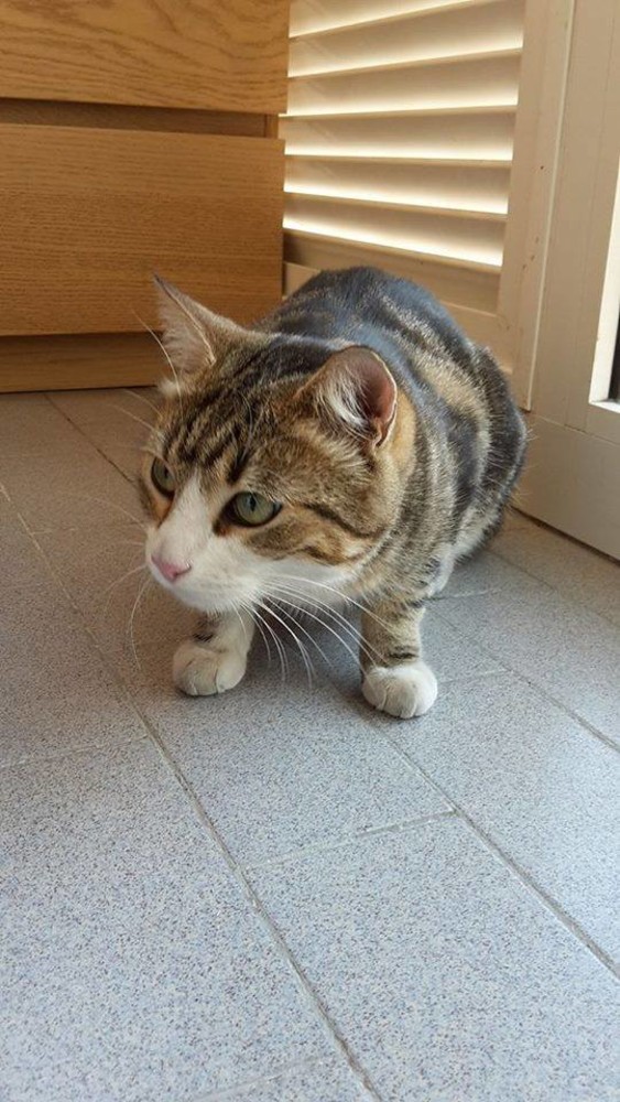 Savona: gatto smarrito, l'Enpa cerca il proprietario Savona: gatto smarrito, l'Enpa cerca il proprietario