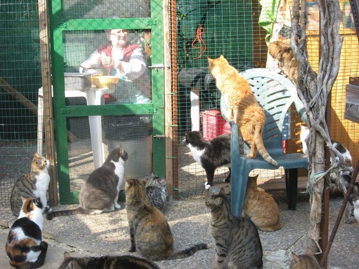 Savona, domani befana degli animali: raccolta cibo a favore dei gatti di strada