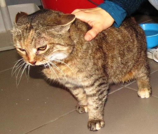 Millesimo, gatta adulta cerca una nuova casa
