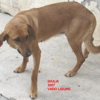 Savona: al via il 22° concorso dell'Enpa "Cane Fantasia"