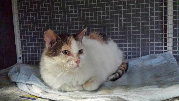 Adozione del cuore a Varazze: gatto con dermatite allergica cerca una nuova casa