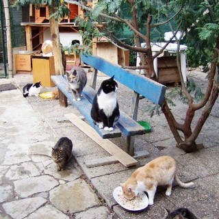 Savona, venerdi aperimicio per il gattile Enpa "Amico Gatto"