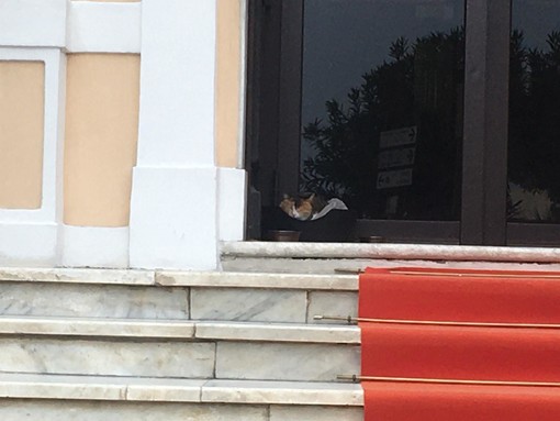 Il gattino 'Anca' coinvolto nella chiusura dell'hotel Paradiso a Diano Marina: anche per lui porte chiuse (FOTO)