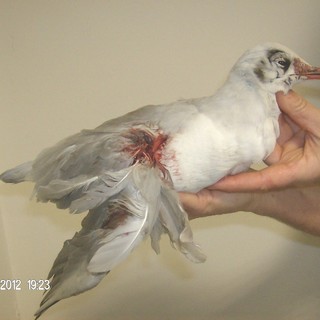 Enpa: nuovo caso di gabbiani pescati all'amo