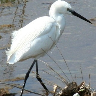 Deceduto raro esemplare di garzetta soccorso dell'Enpa a Finale