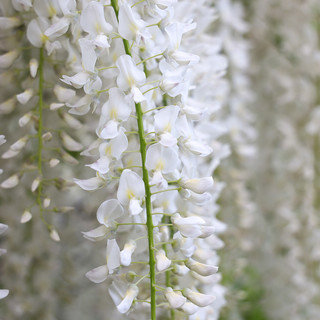 ph. A. Le Mure ph. A. Le Mure