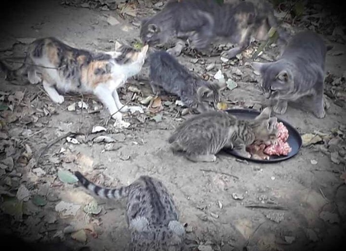 Carcare, gatti abbandonati nella frazione di Vispa. L'Accademia Kronos: "Le nostre richieste di aiuto sono state rifiutate"