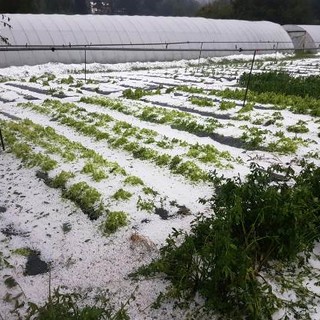 Cia Savona: “Gravi danni al settore agricolo a seguito della grandinata”