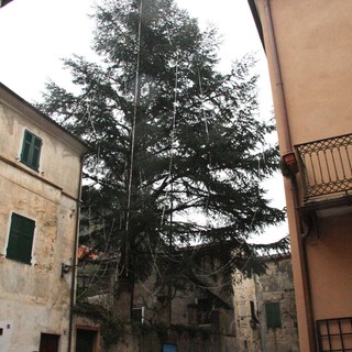 Zuccarello: ecco l'albero di Natale tra i più alti d'Italia