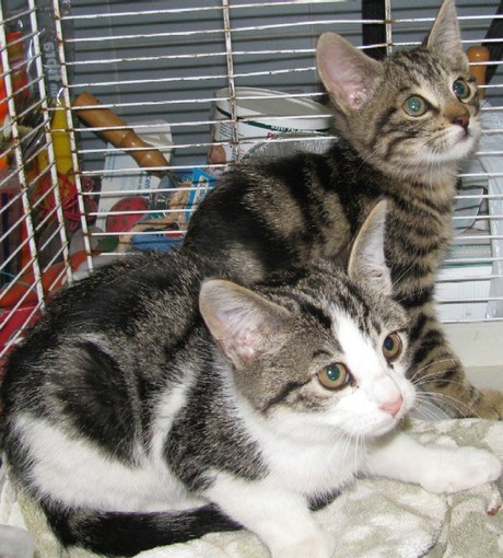 Un gattino soccorso dai volontari Enpa