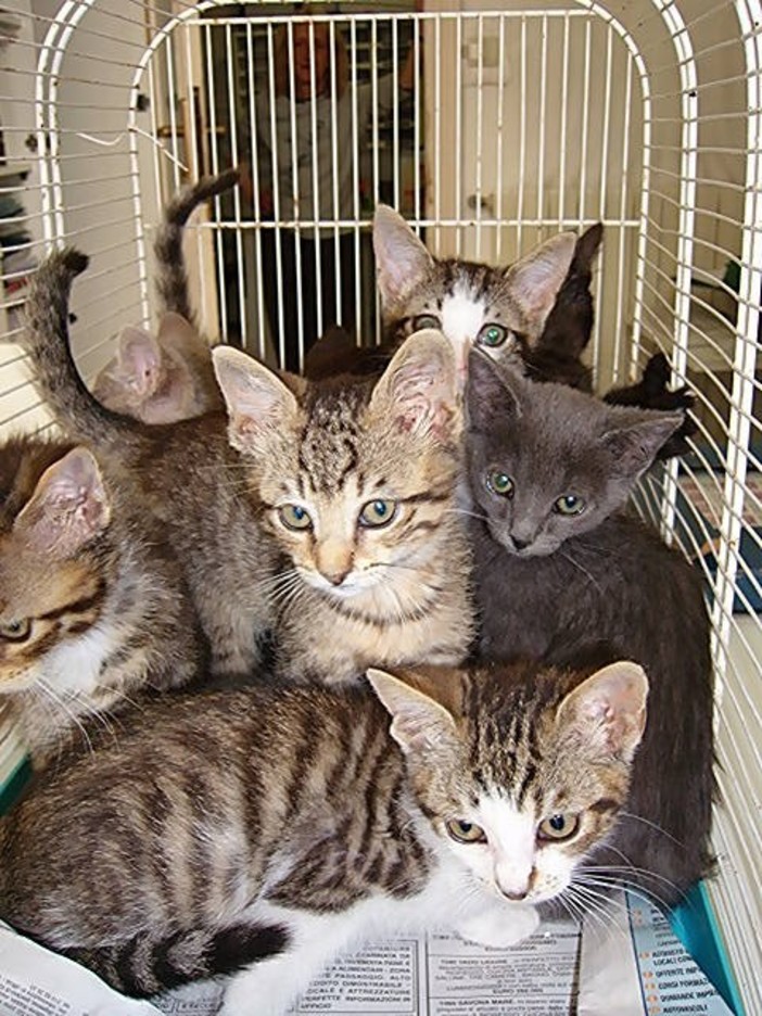 Albissola Marina, Enpa: 9 gattini abbandonati nelle campagne cercano casa Albissola Marina, Enpa: 9 gattini abbandonati nelle campagne cercano casa