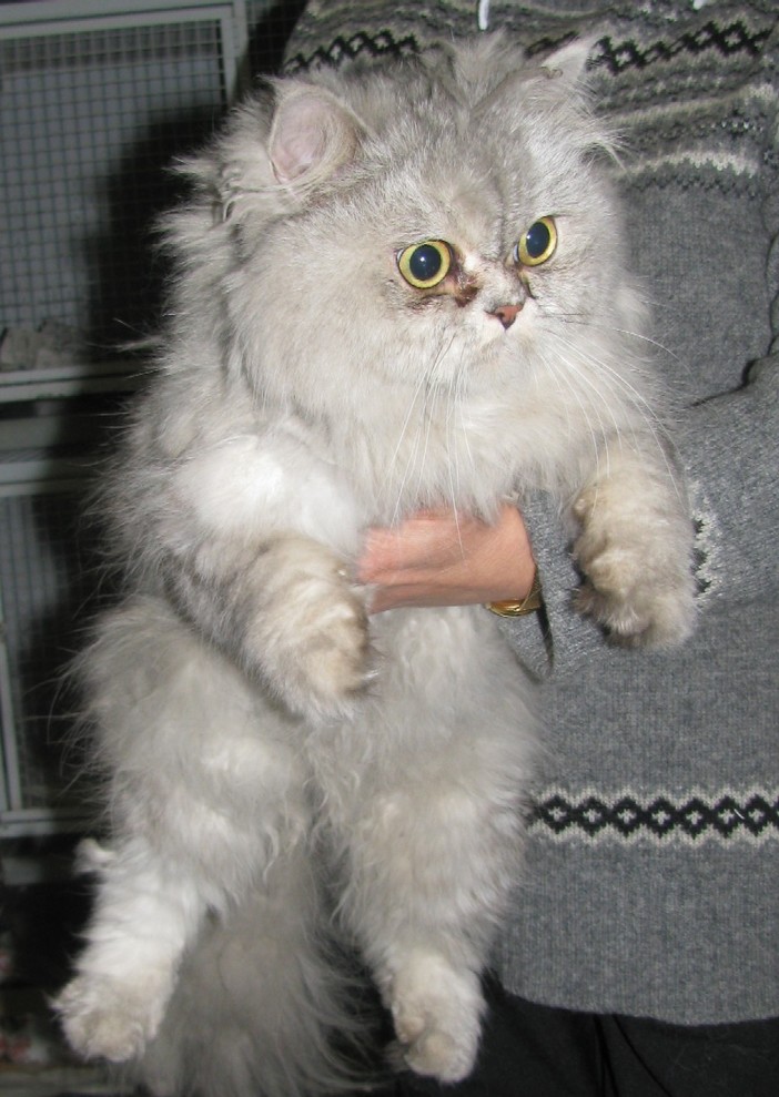 Gatto persiano trovato da una pendolare in stazione a Savona, consegnato all'Enpa